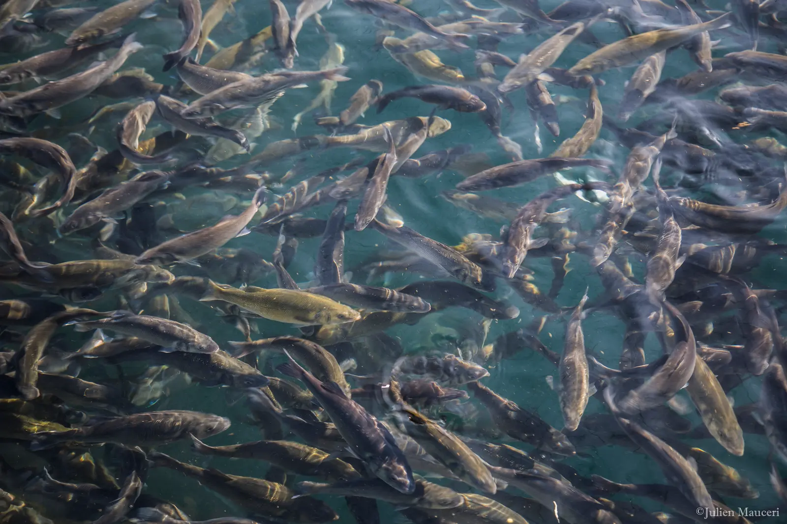 Un banc de poissons vu depuis la surface d'une cage