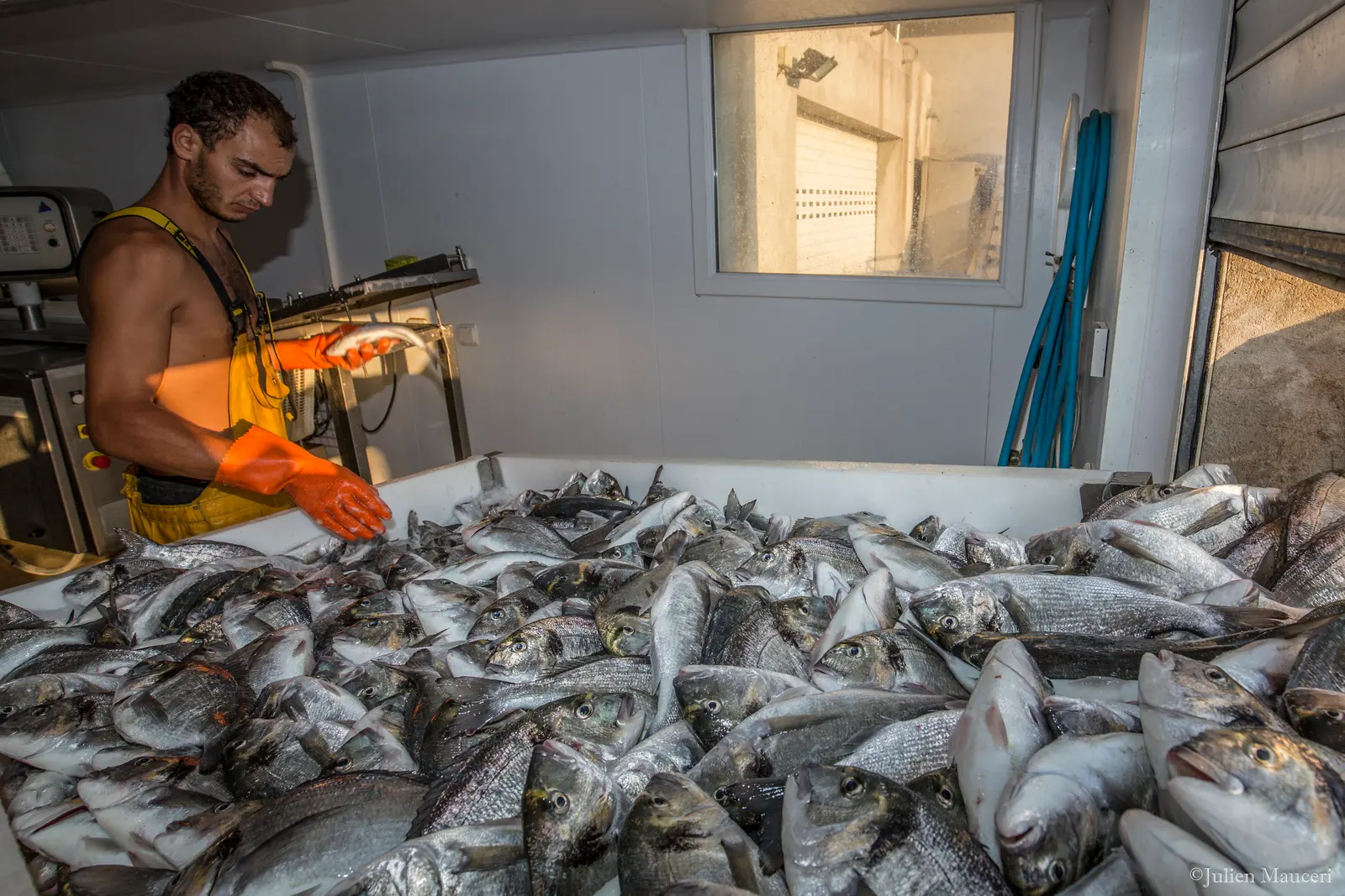Un employé en gants orange devant un grand bac rempli de poissons, dans la salle de préparation
