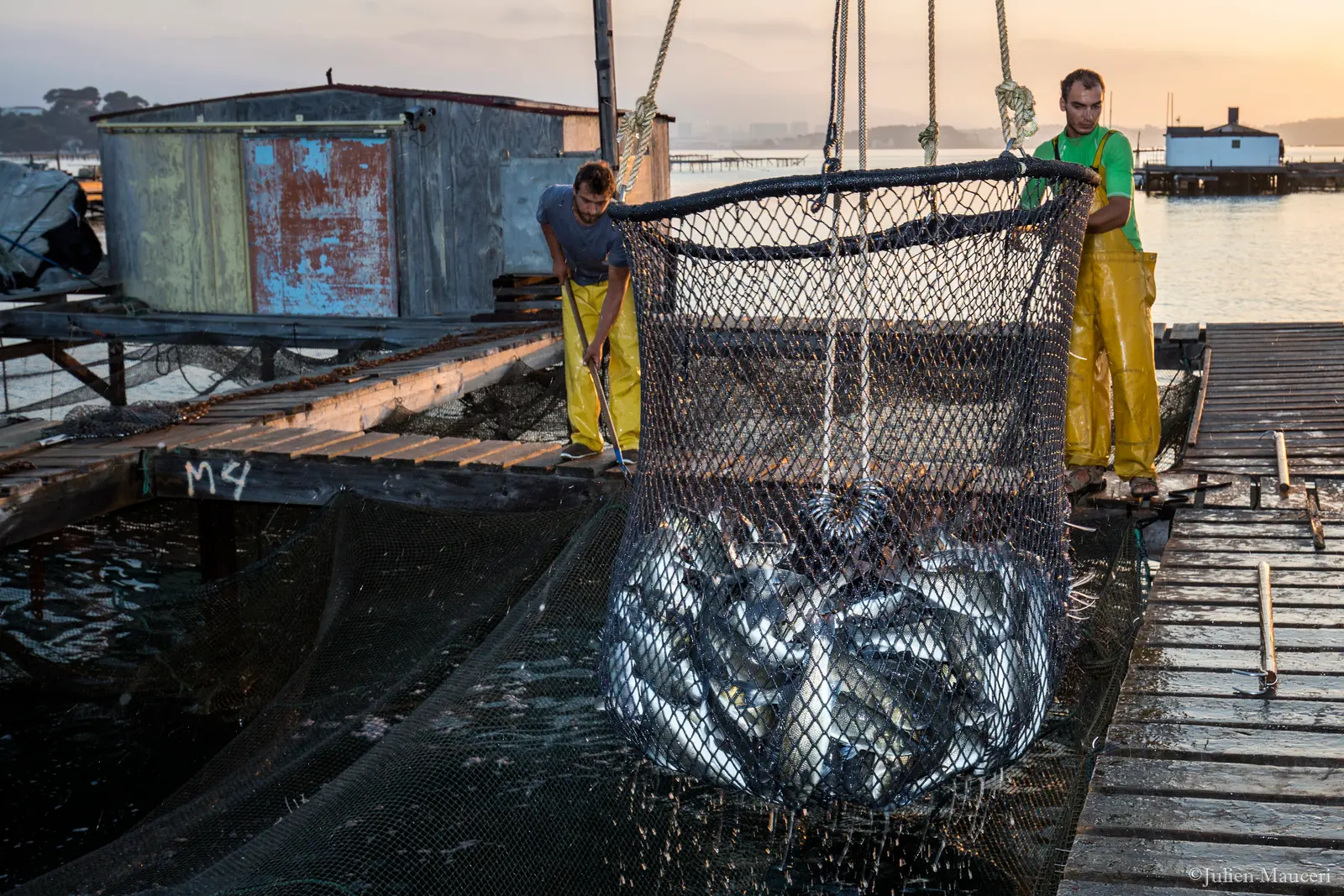 Deux employés en cirés jaunes remontent un filet plein de poissons depuis la cage