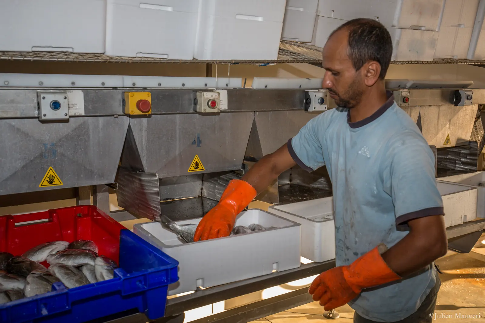 Un employé en gants orange range le poisson trié dans des bacs