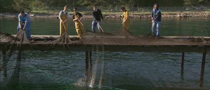 FermeCachalotTravailFilet2